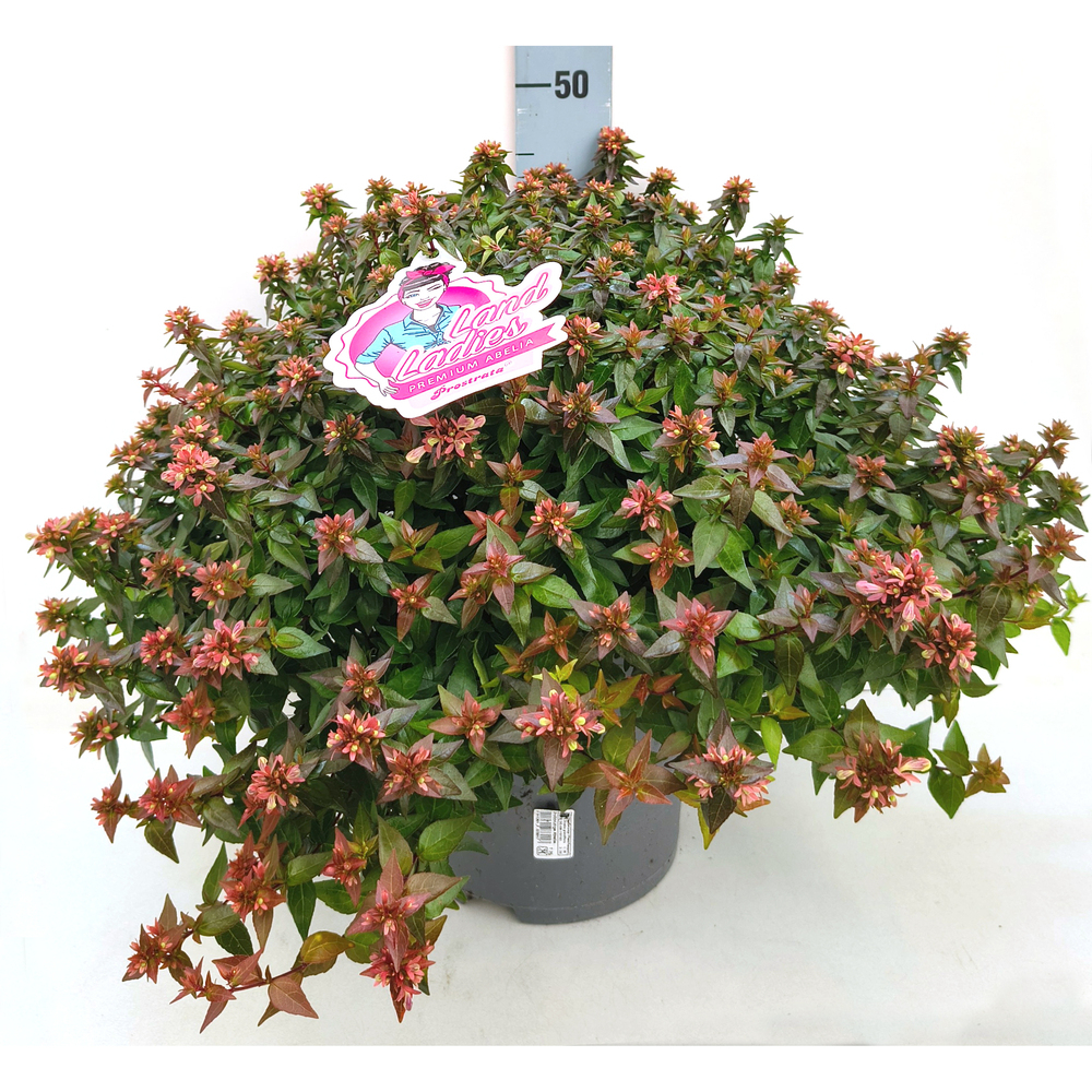 Abelia grandiflora postata