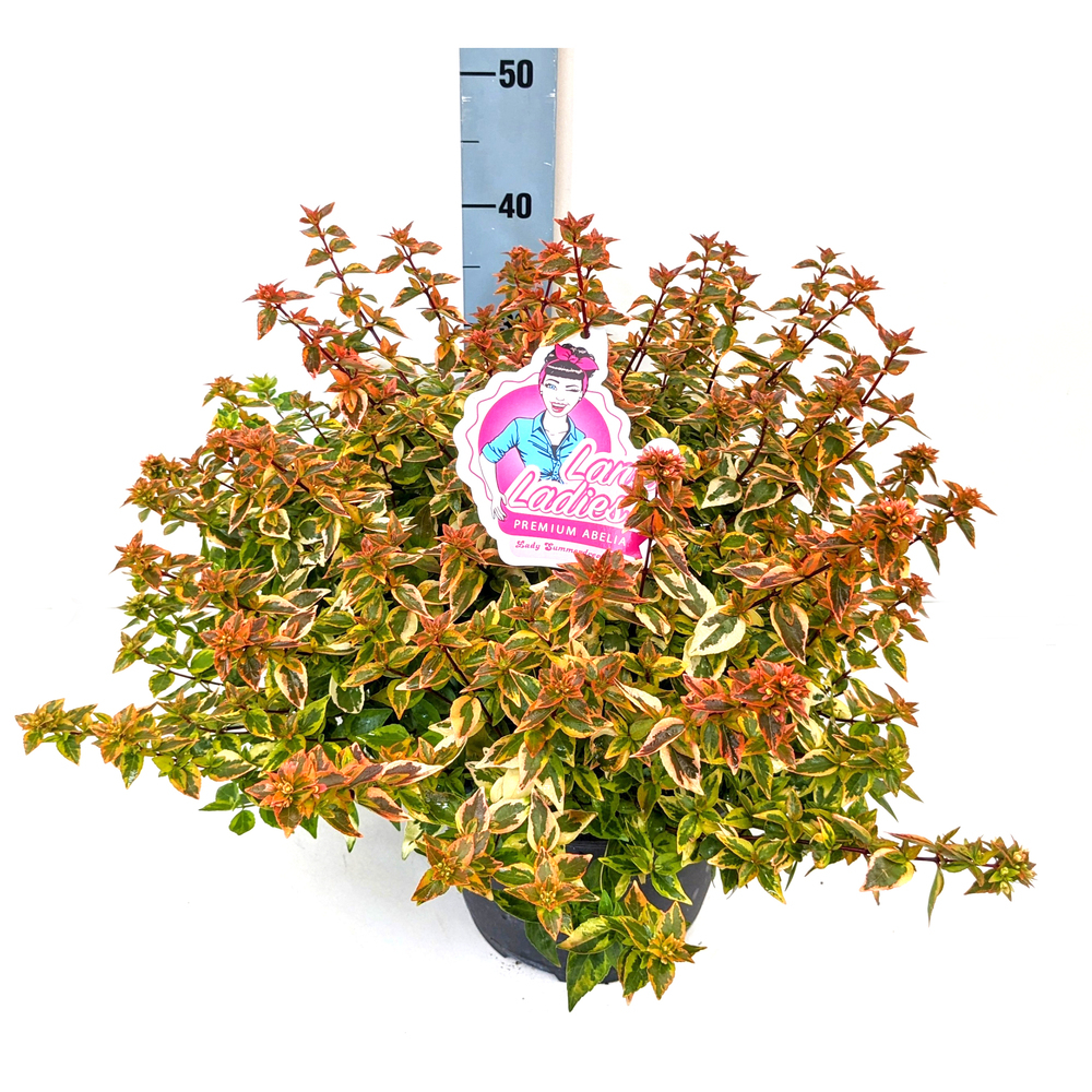 Abelia grandiflora lady summerdream
