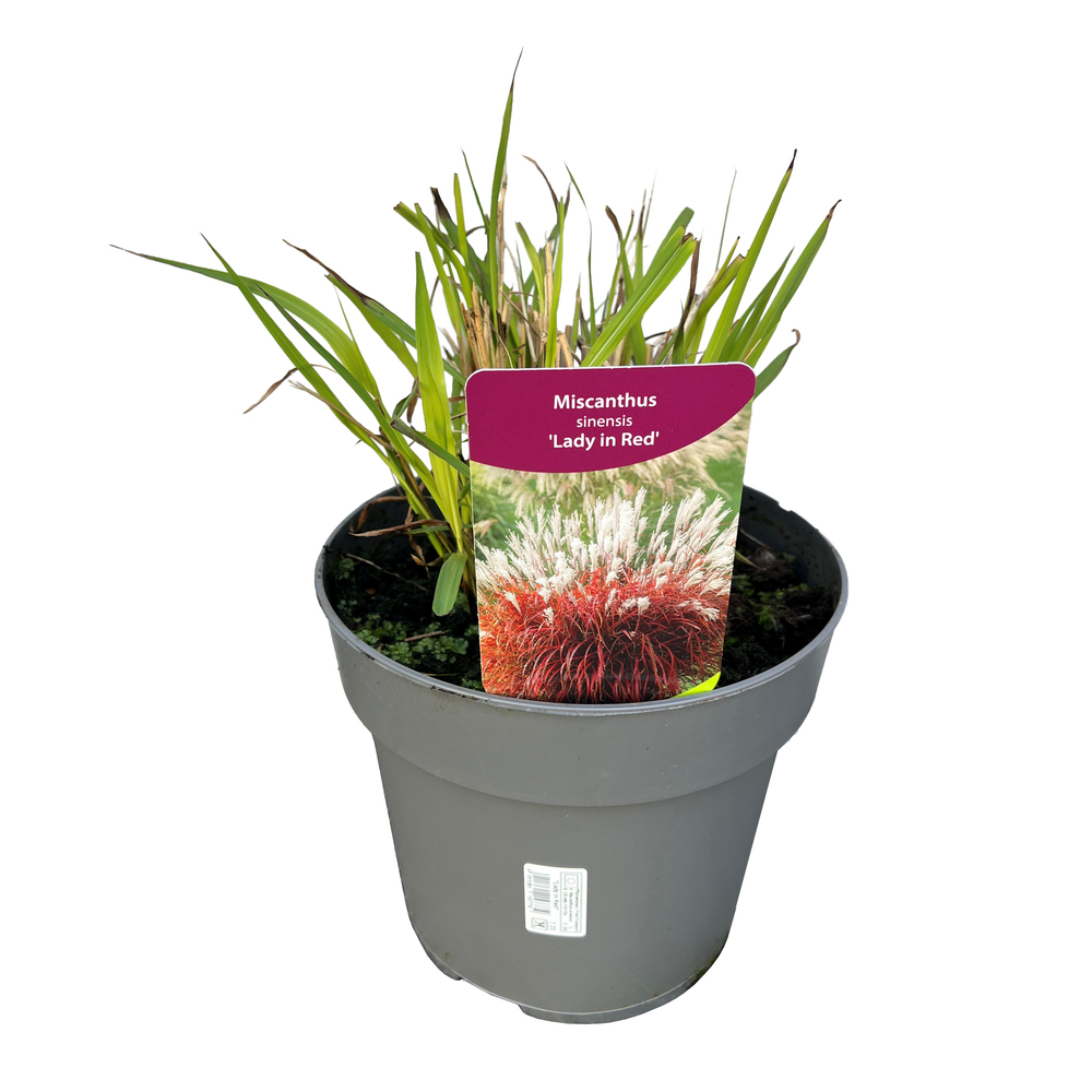 Miscanthus sinensis lady in red