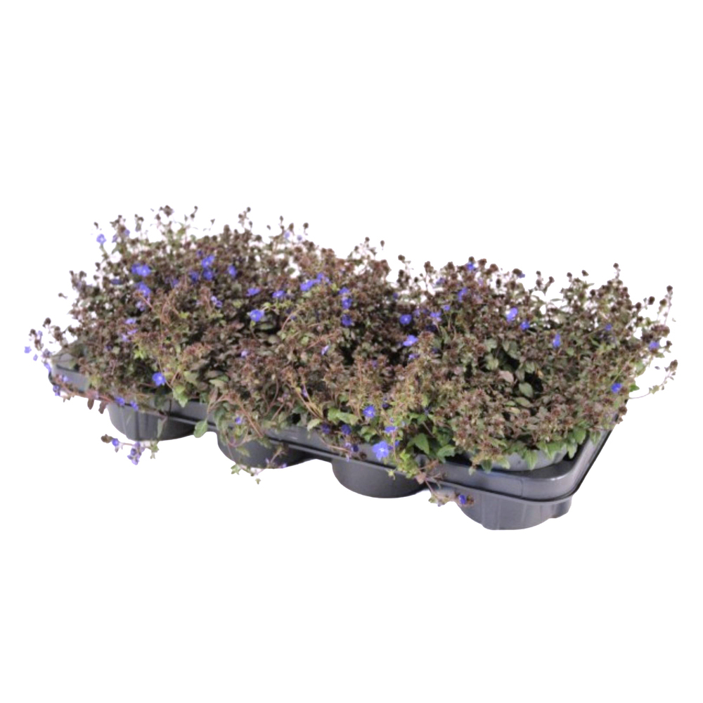 Veronica gentianoides