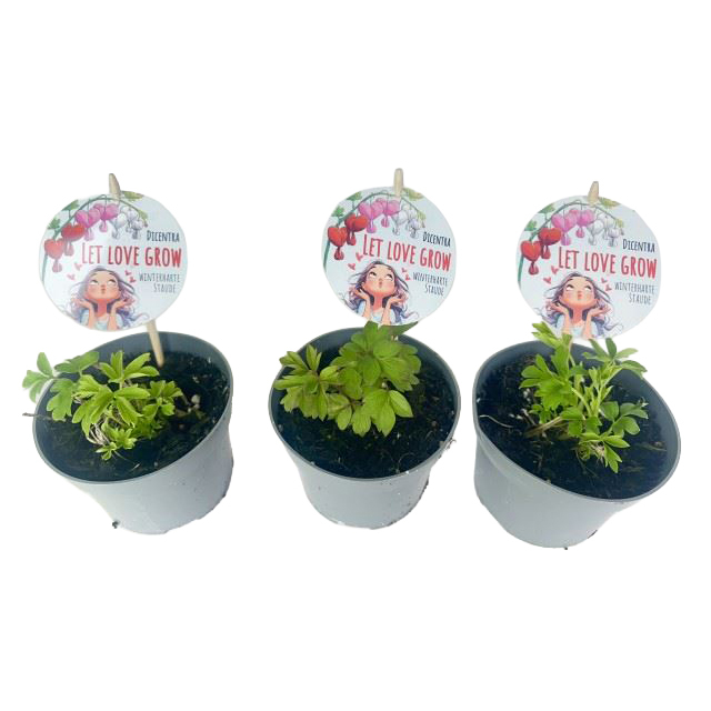 Dicentra spectabilis