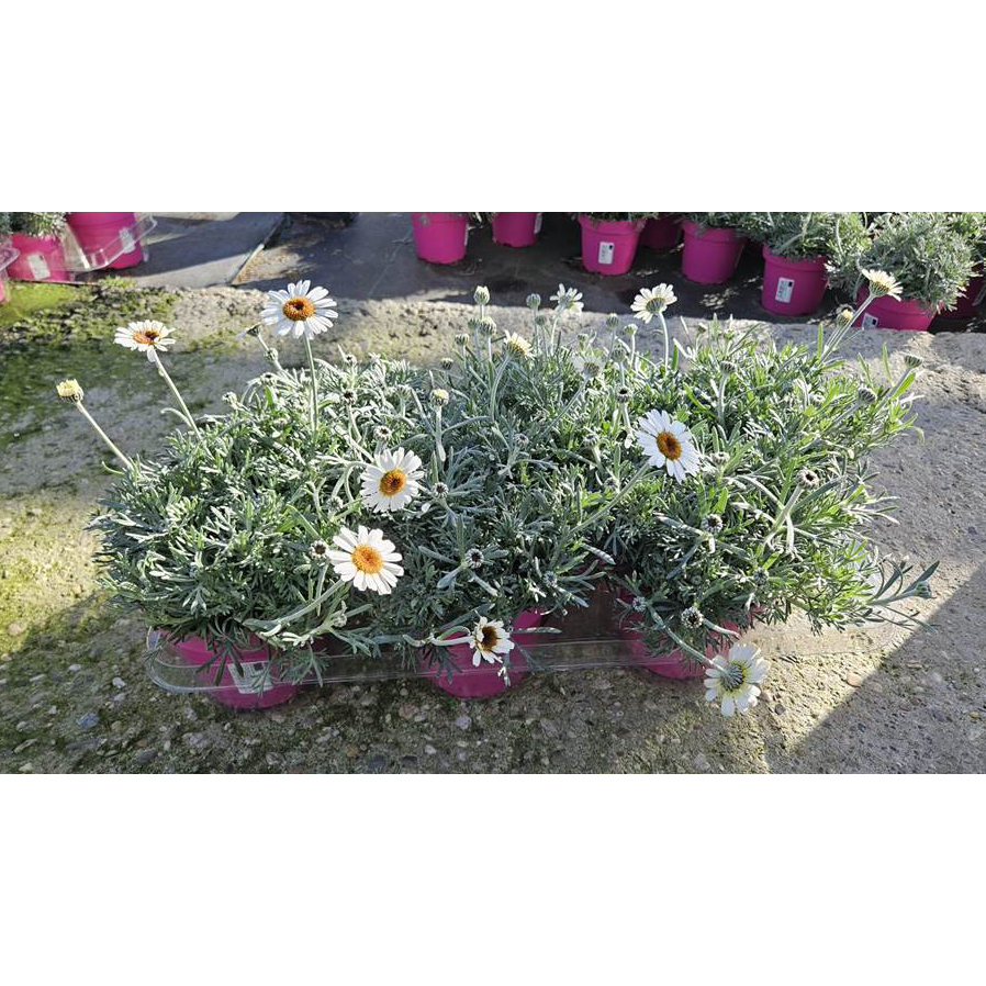 Rhodanthemum hosmariense african spring