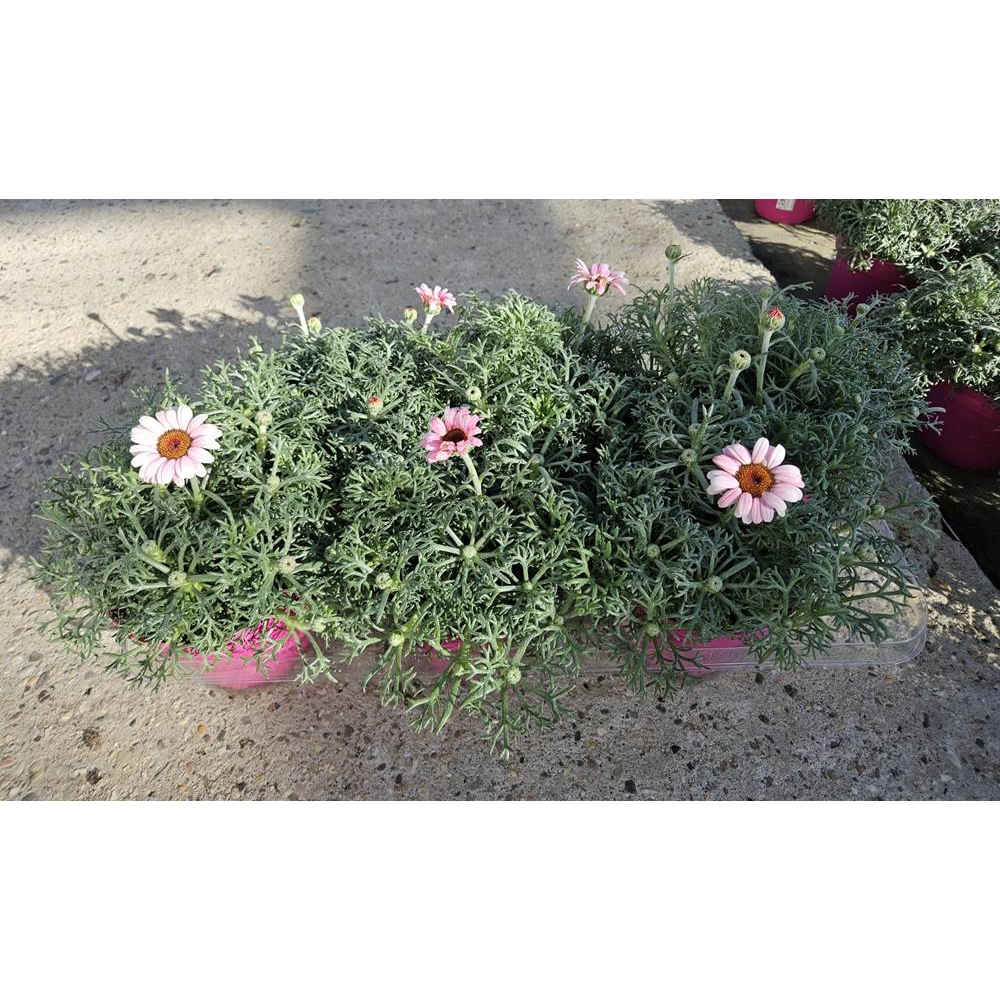 Rhodanthemum hosmariense african rose