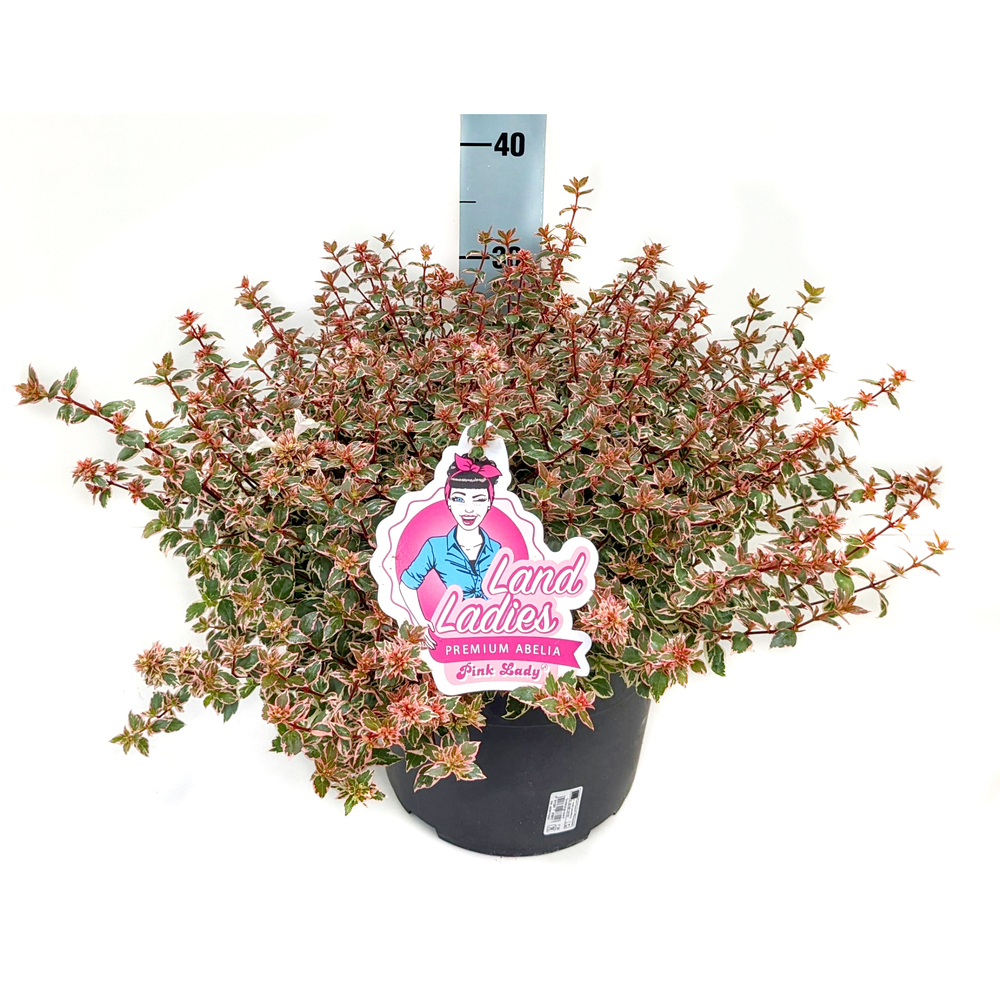 Abelia grandiflora pink lady