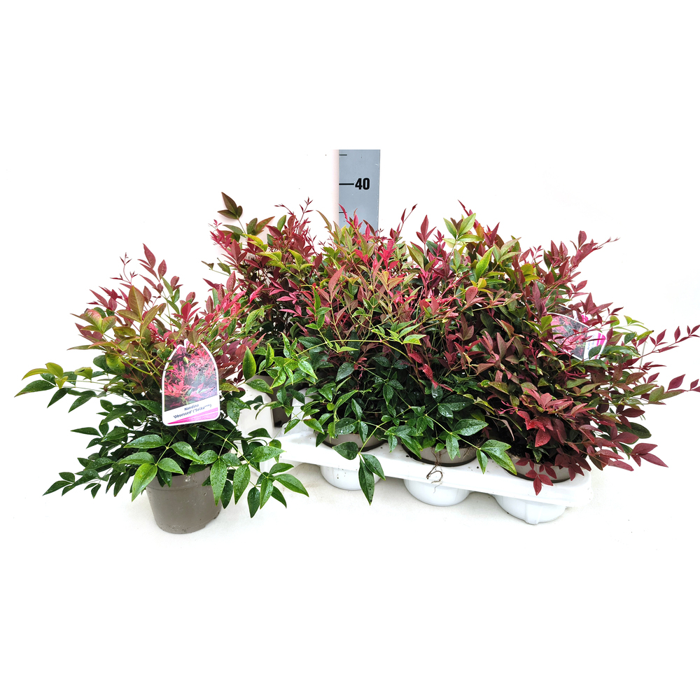 Nandina domestica obsessed seika