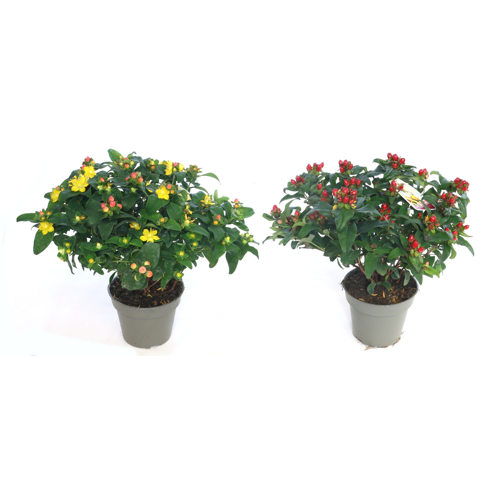 Hypericum