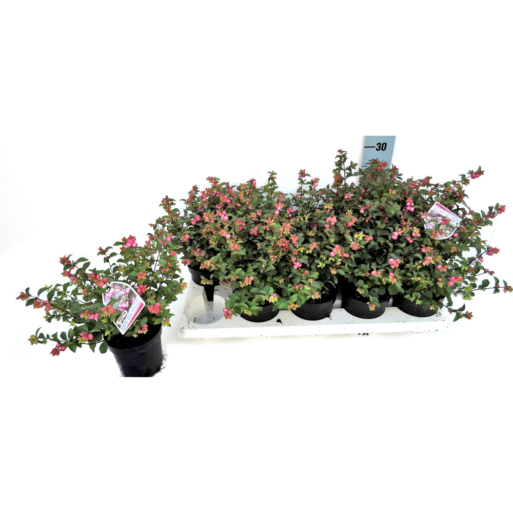 Symphoricarpos magical sweet