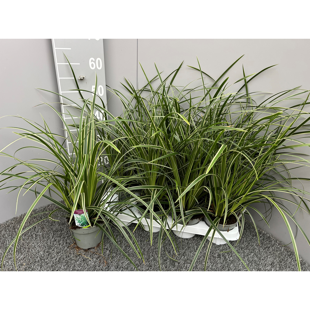 Carex morrowii ice dance