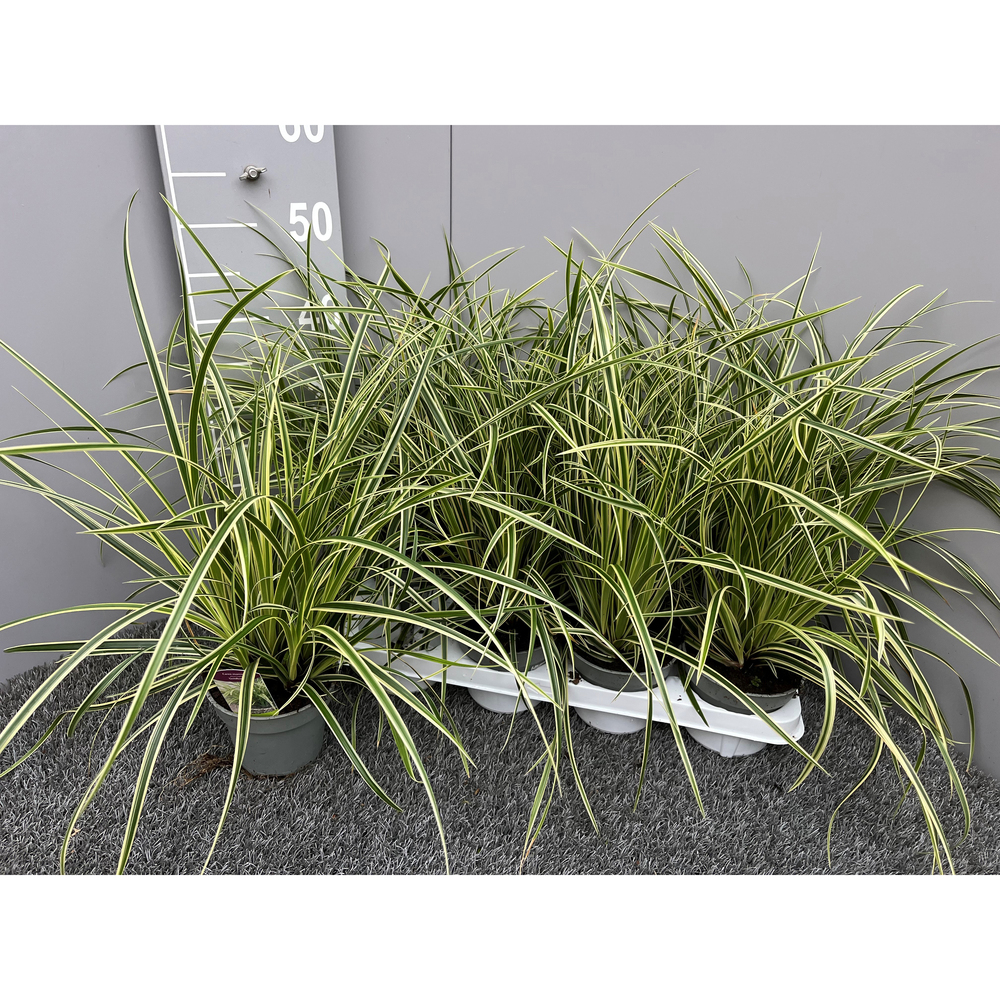 Carex morrowii goldband
