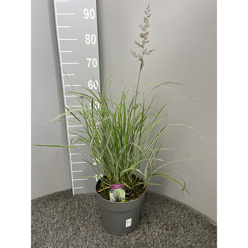 Calamagrostis x acutifolia overdam