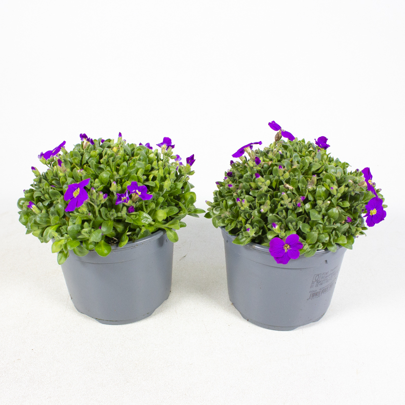 Aubrieta cultorum kitte