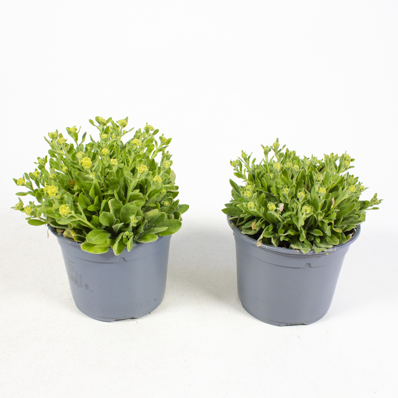 Alyssum saxatile aurinia