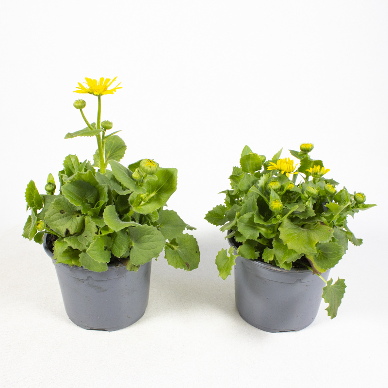 Doronicum caucasicum