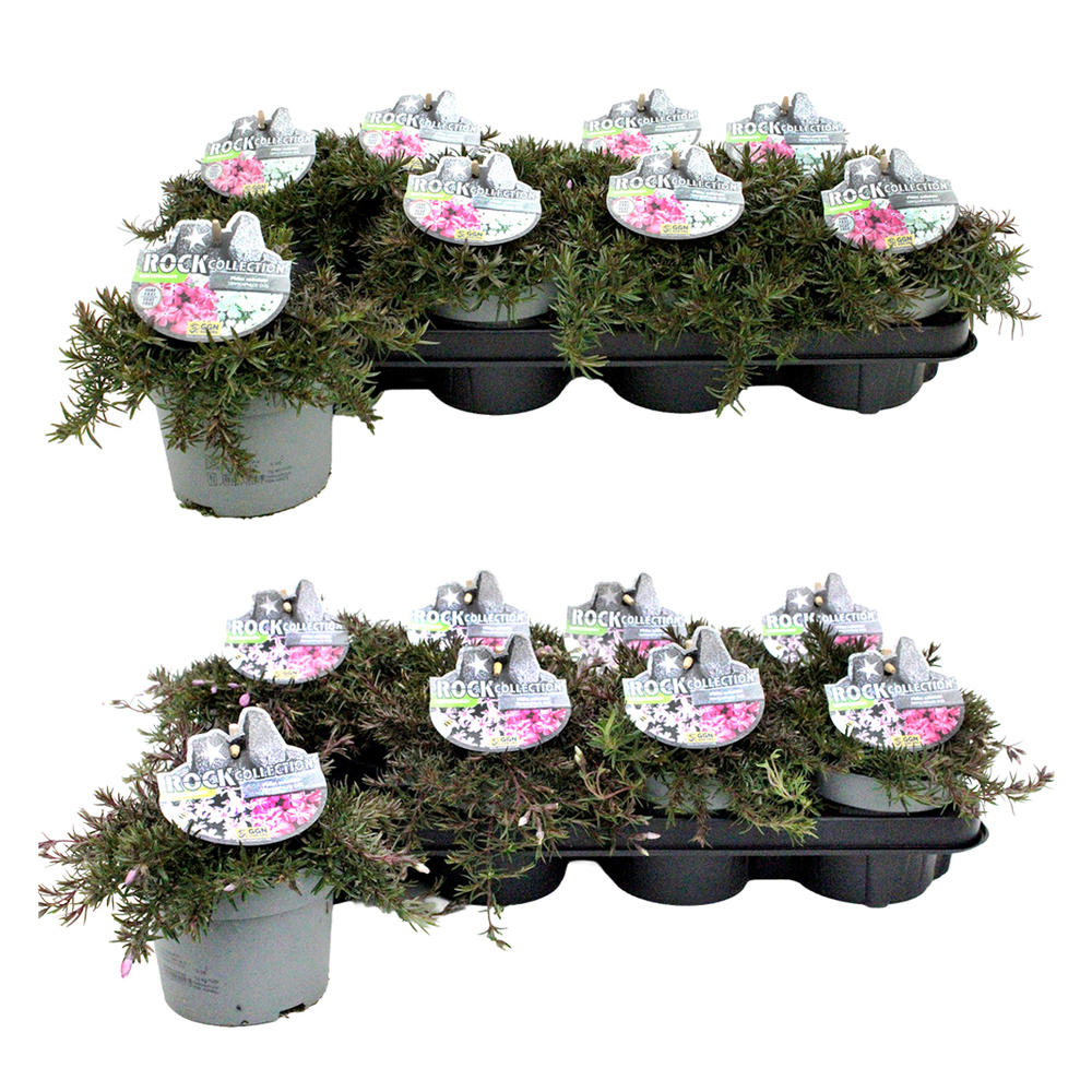 Phlox subulata twin/duo