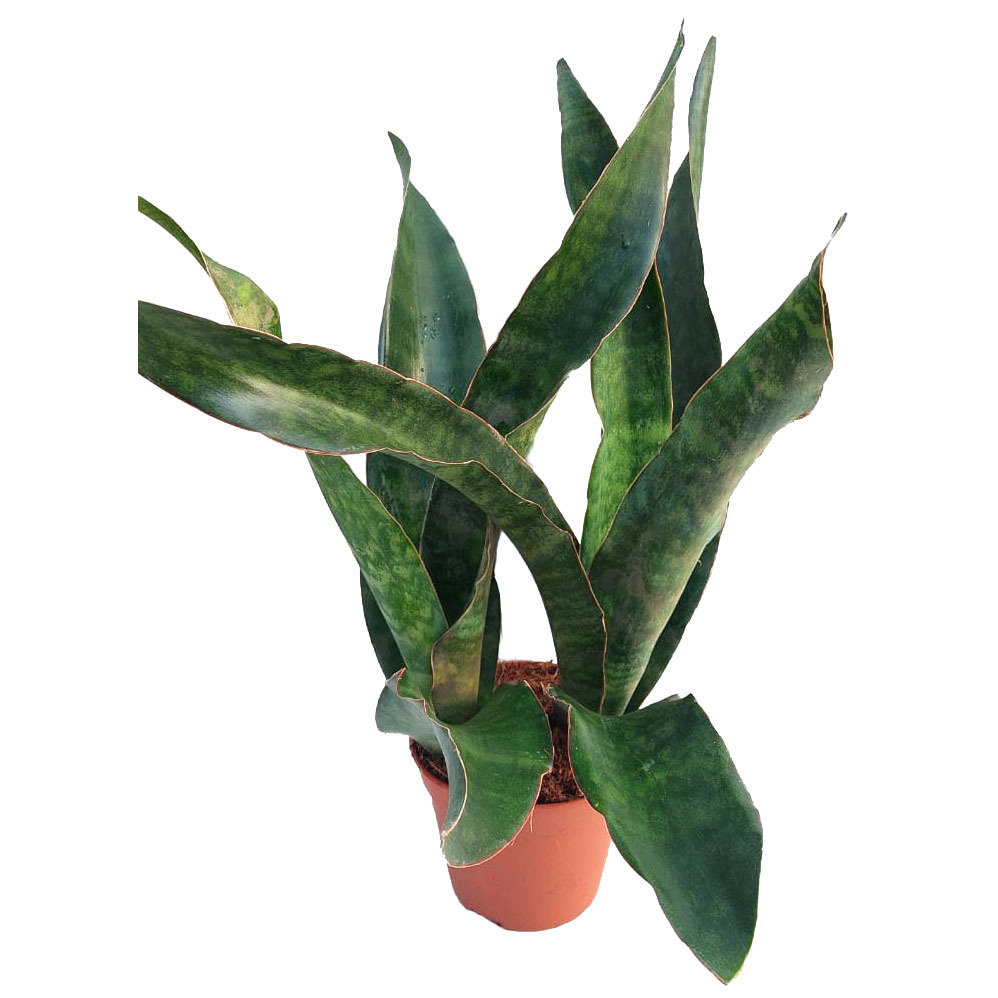 Sansevieria masoniana congo crown