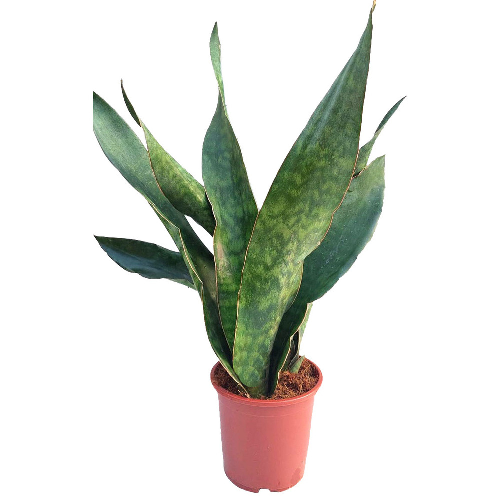 Sansevieria masoniana congo crown