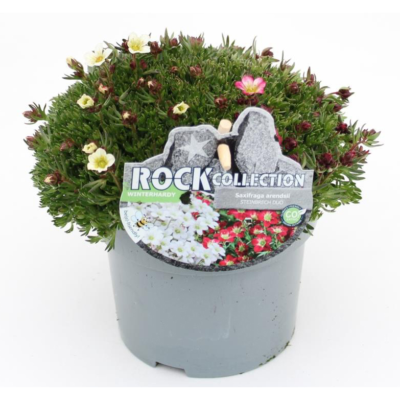 Saxifraga arendsii twin