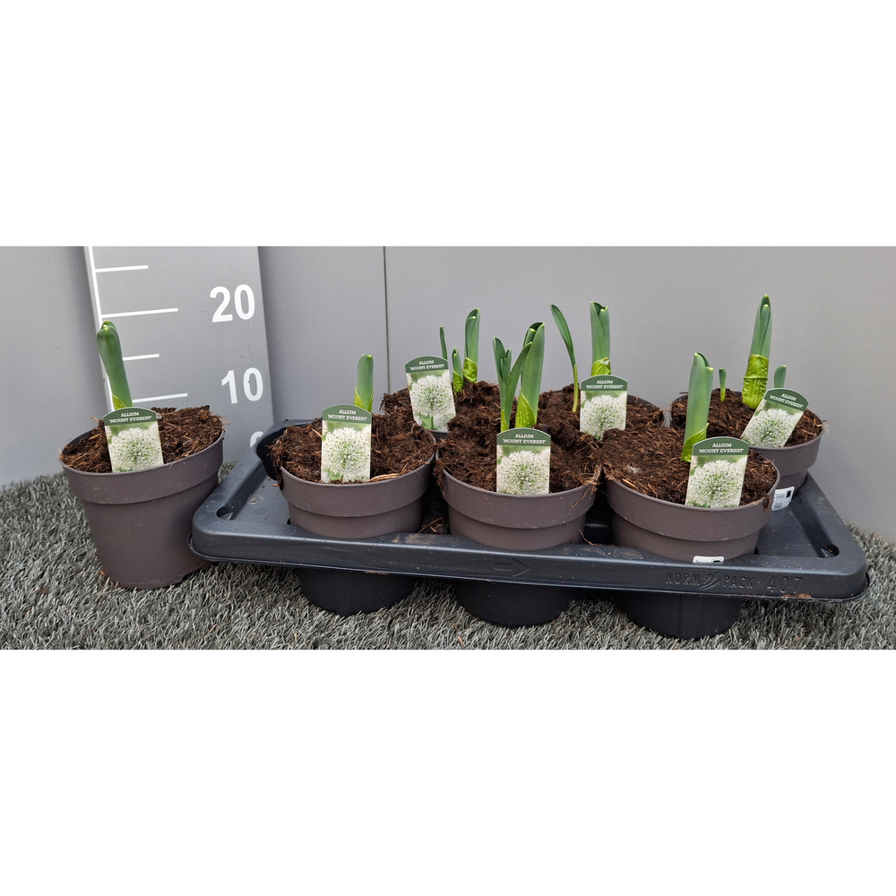 Allium mount everest