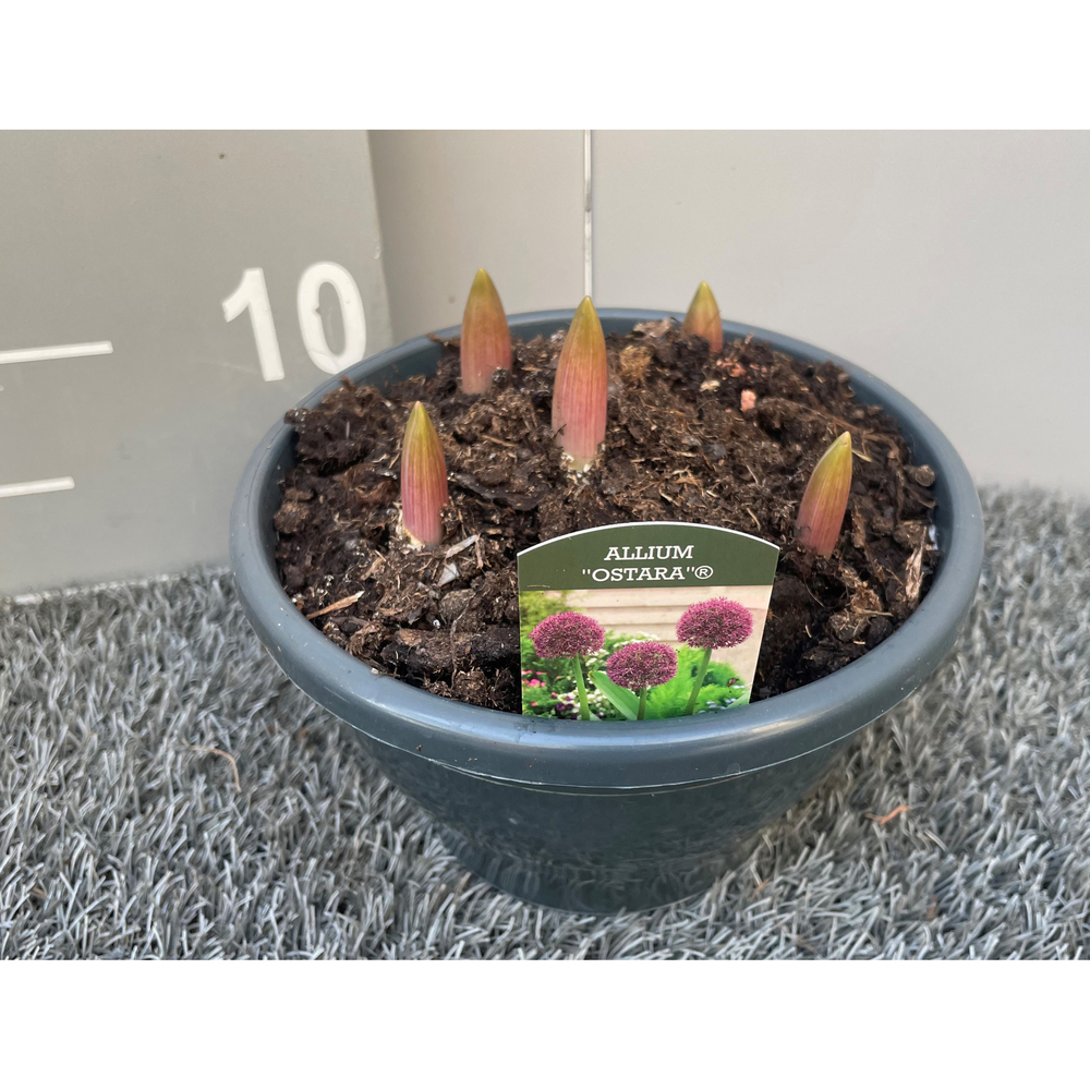 Allium ostara