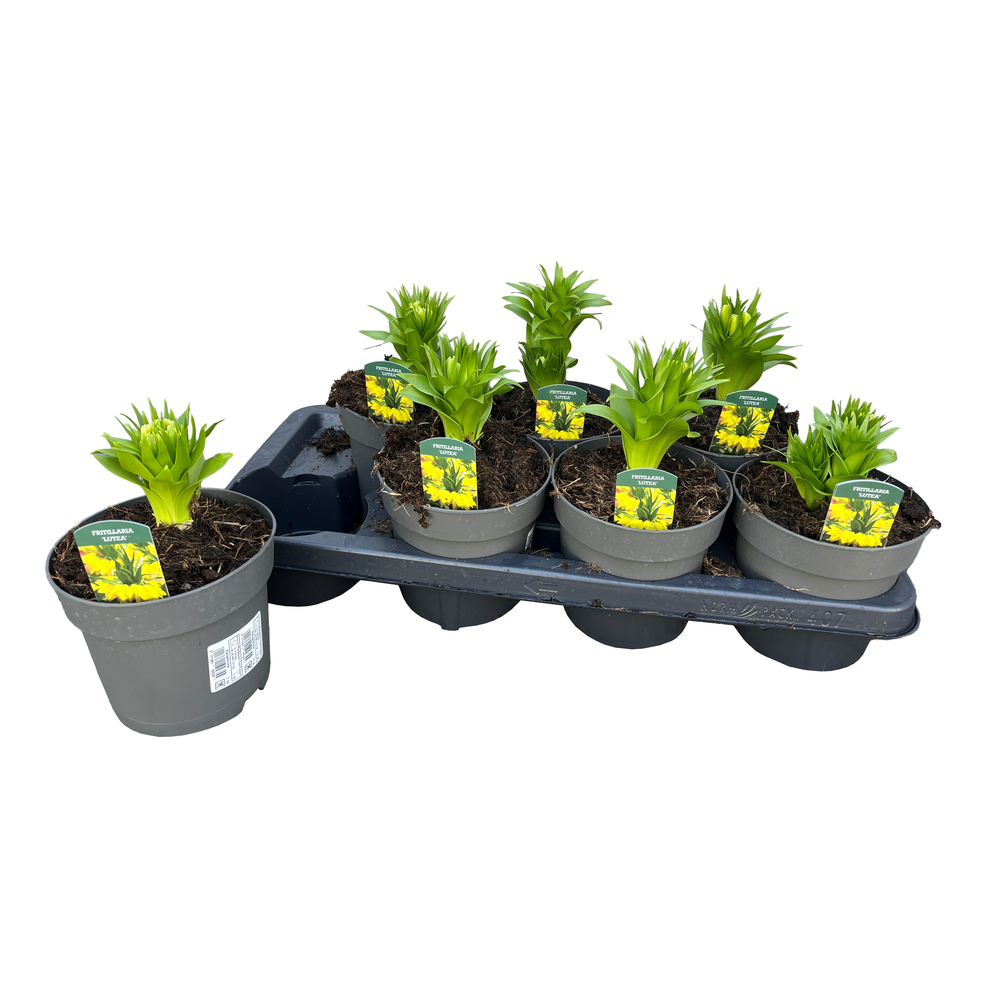 Fritillaria imperialis lutea