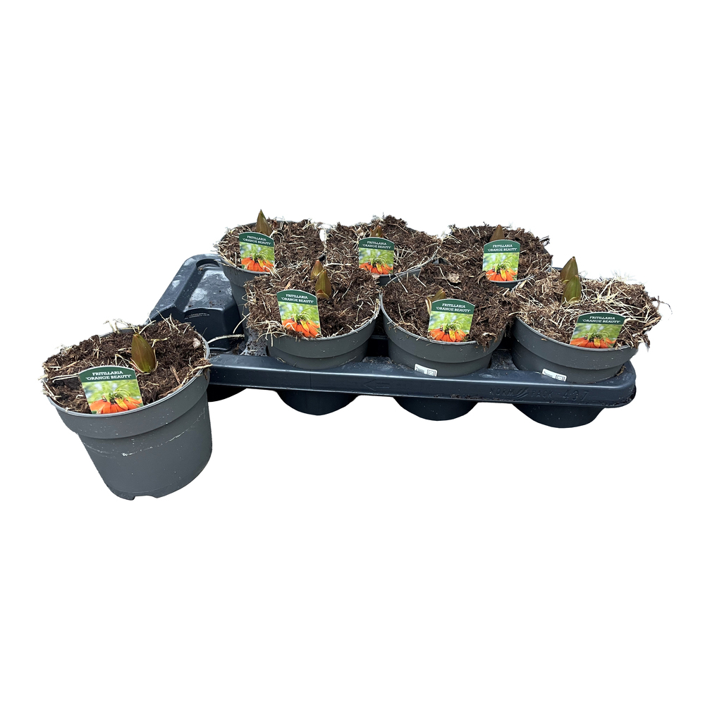 Fritillaria imperialis orange beauty