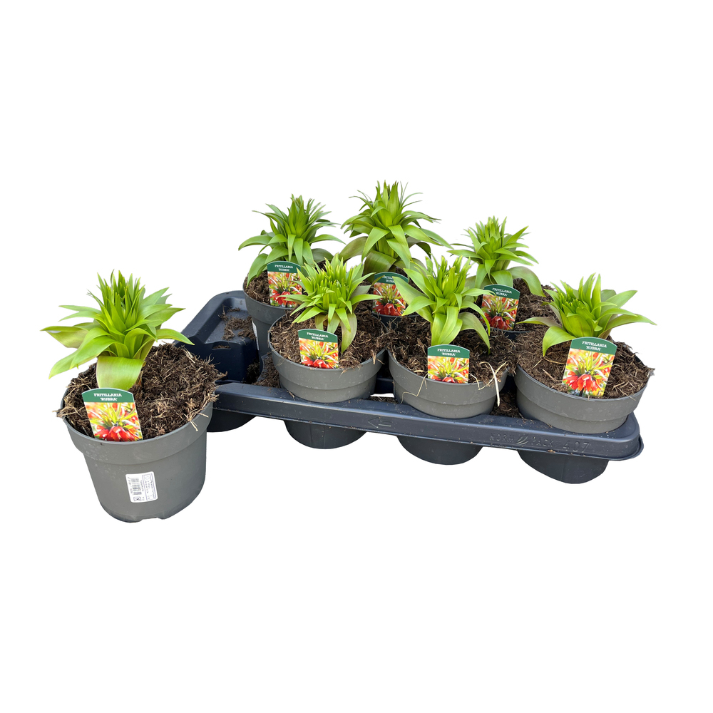 Fritillaria imperialis rubra