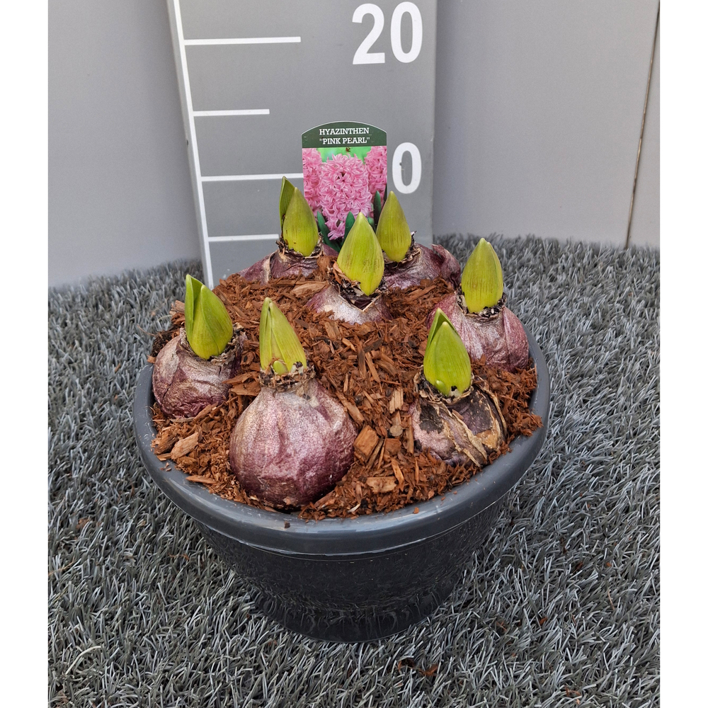 Hyacinthus orientalis pink pearl