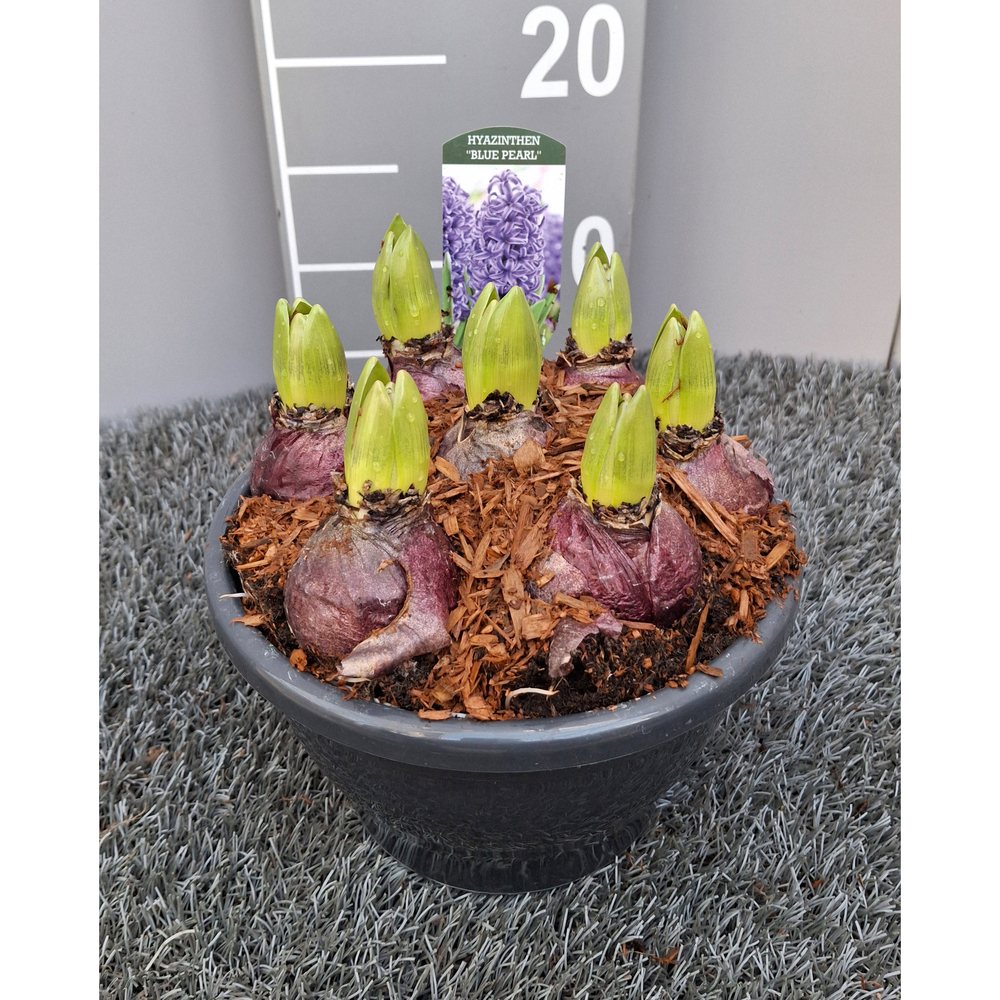 Hyacinthus orientalis blue pearl