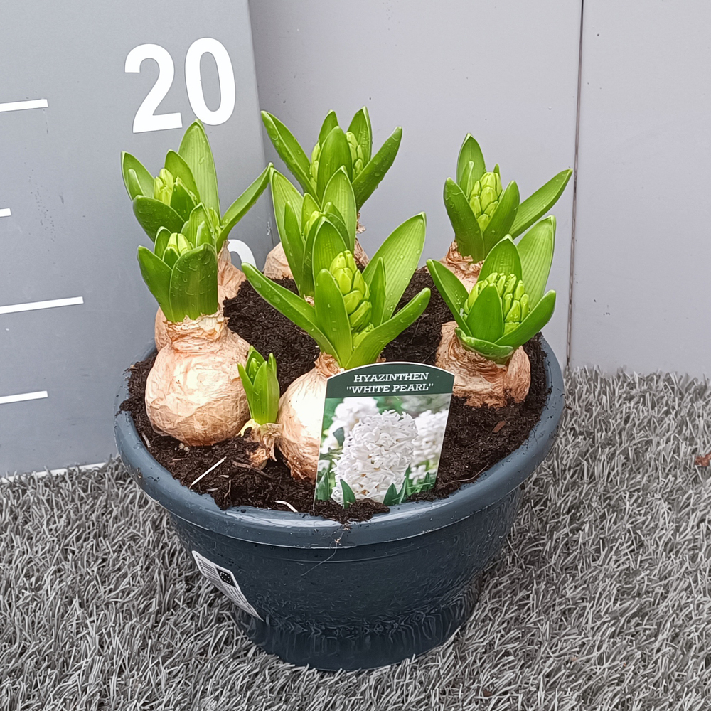 Hyacinthus orientalis white pearl