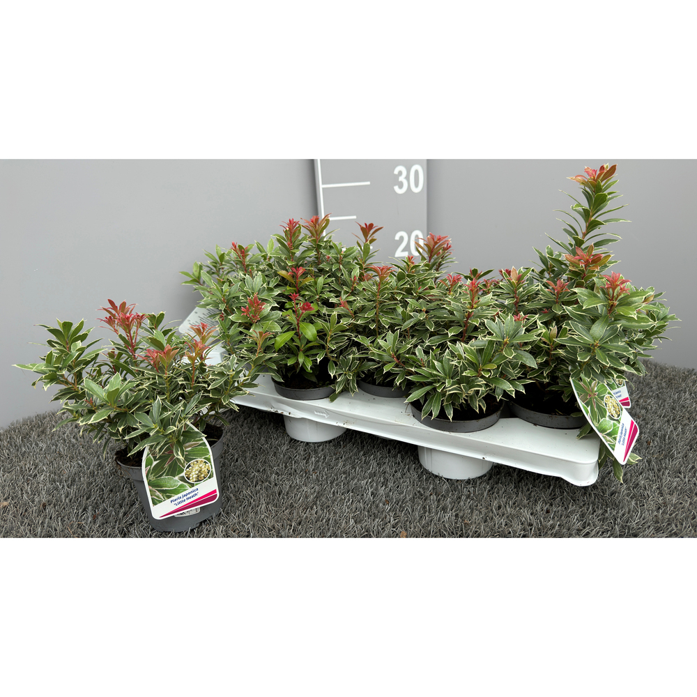 Pieris japonica little heath