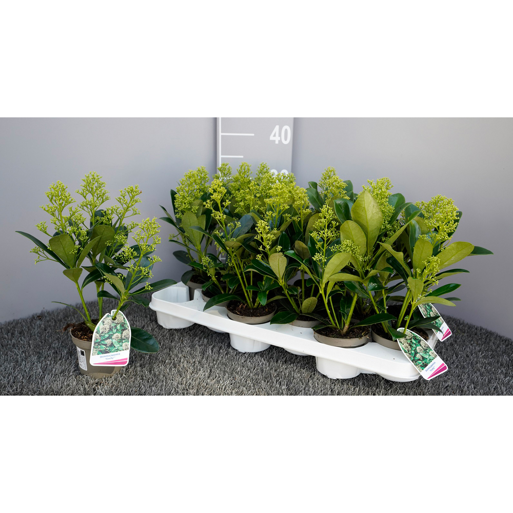 Skimmia japonica finchy
