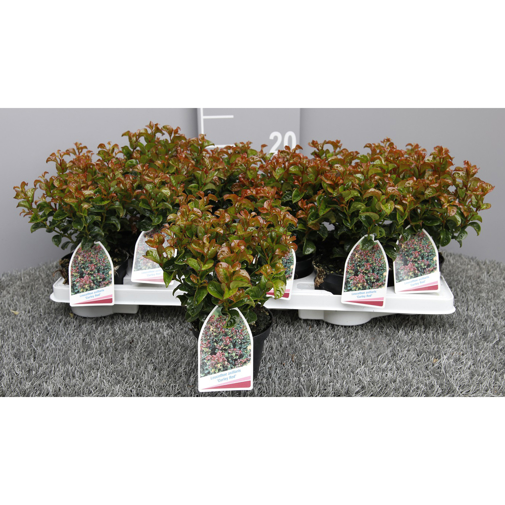 Leucothoe axillaris curly red