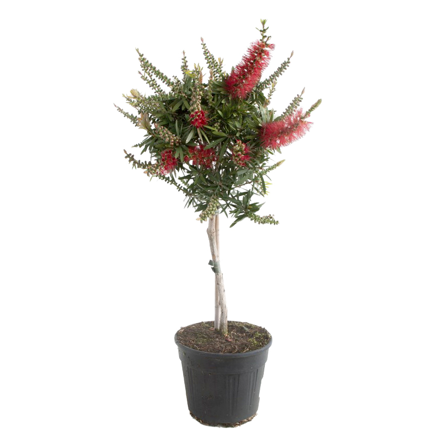 Callistemon vinimalis captain cook