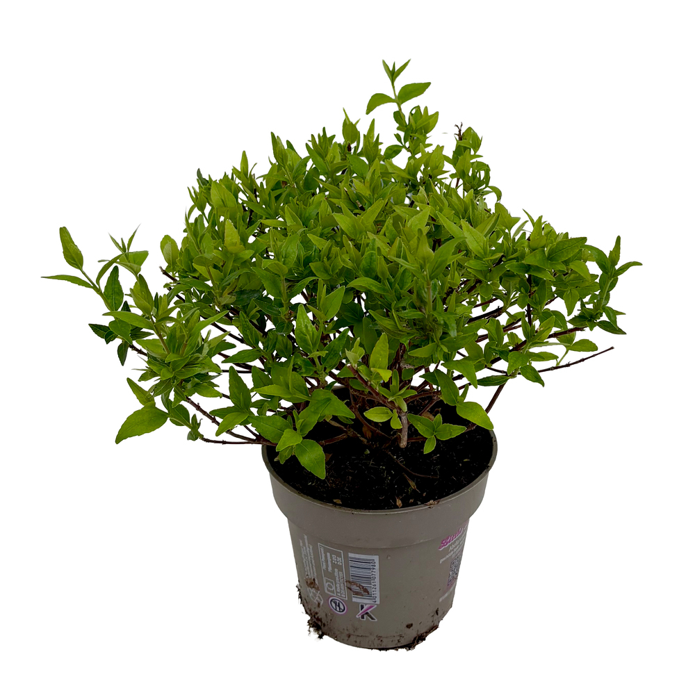 Abelia grandiflora postata