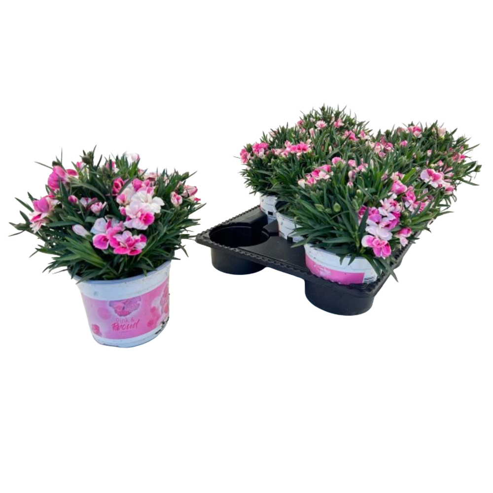 Dianthus caryophyllus pink & proud