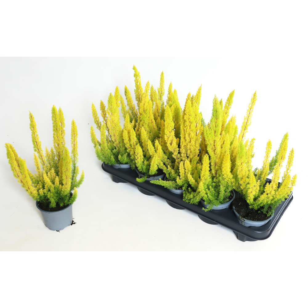 Erica arborea albert's gold