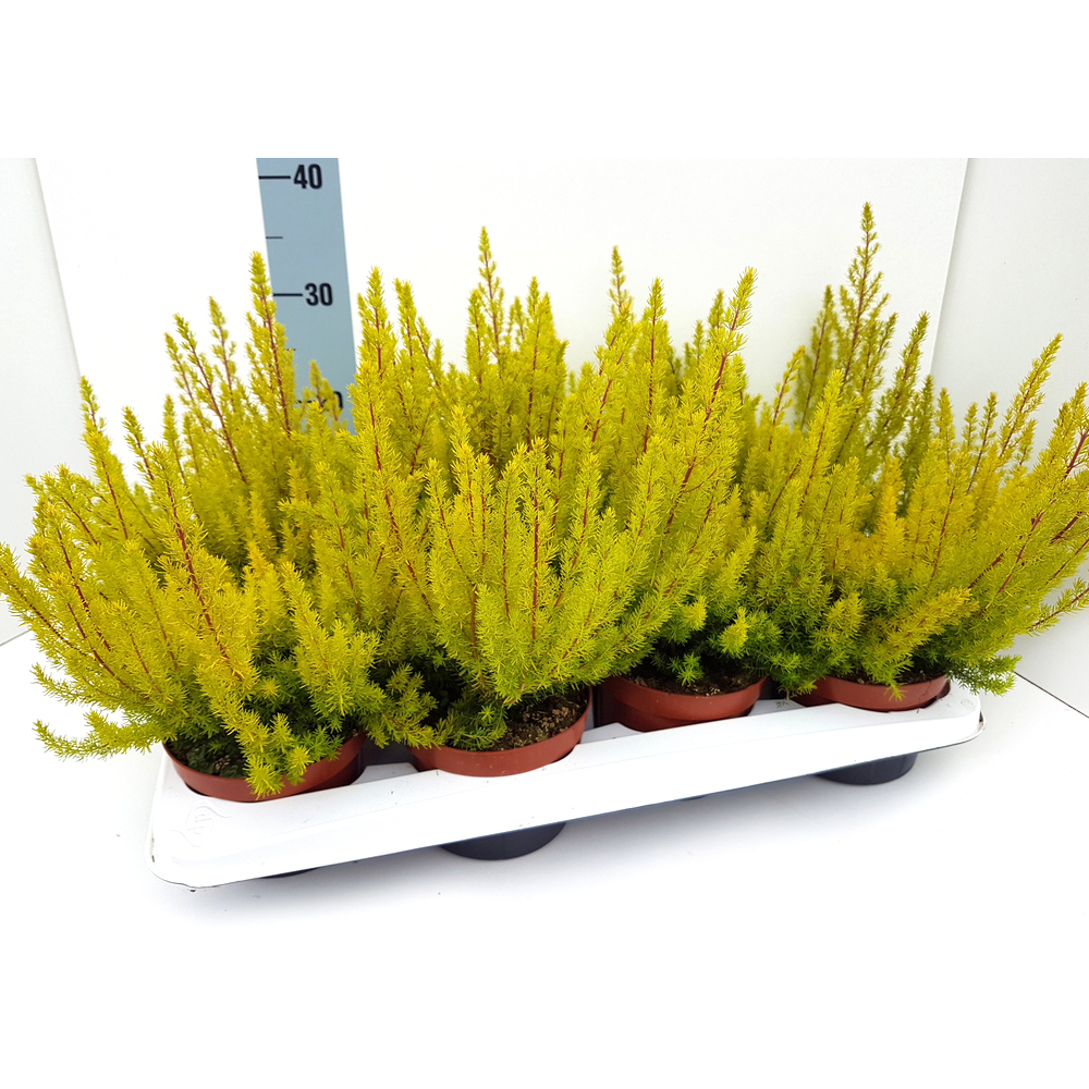 Erica arborea