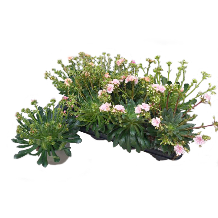 Lewisia cotyledon mountain dreams