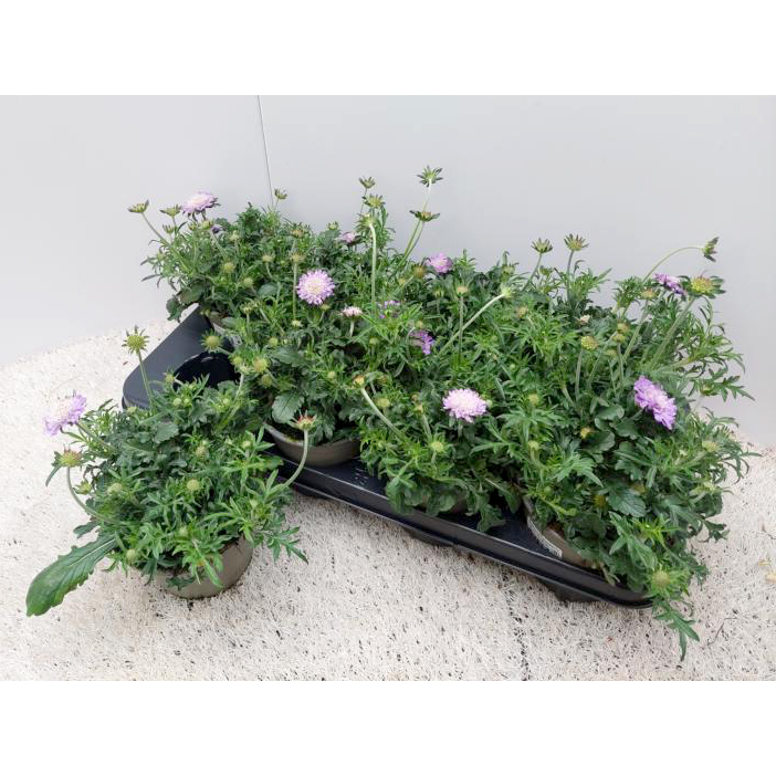 Scabiosa columbaria butterfly blue