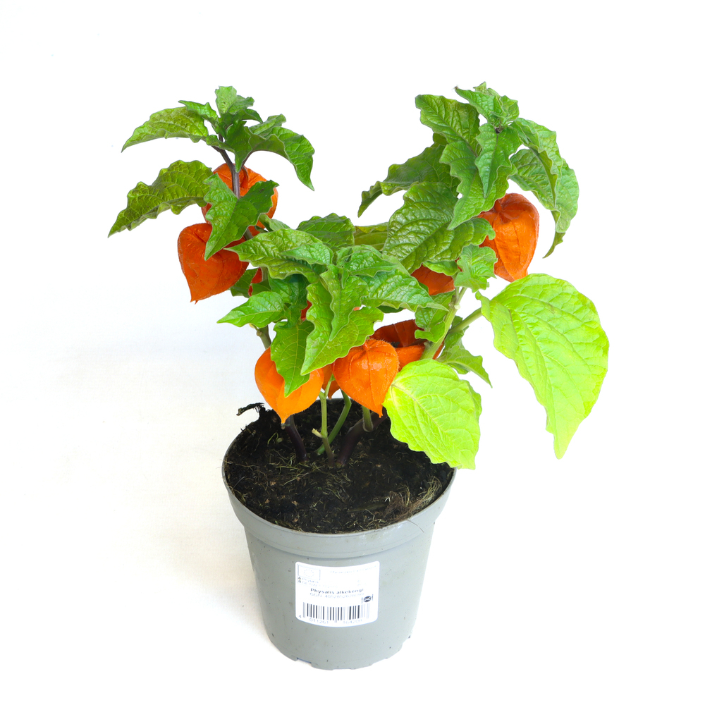 Physalis alkekengi var. franchetii