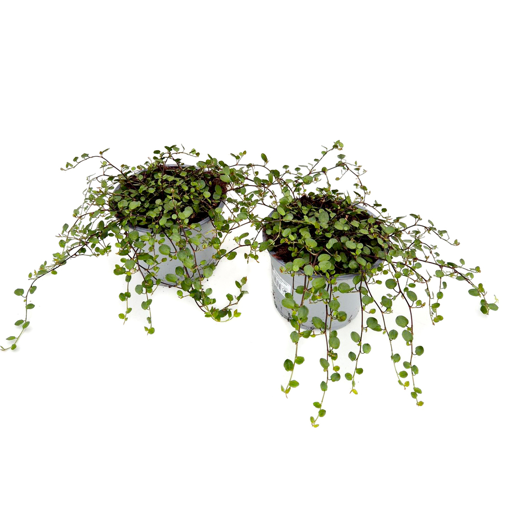 Muehlenbeckia complexa