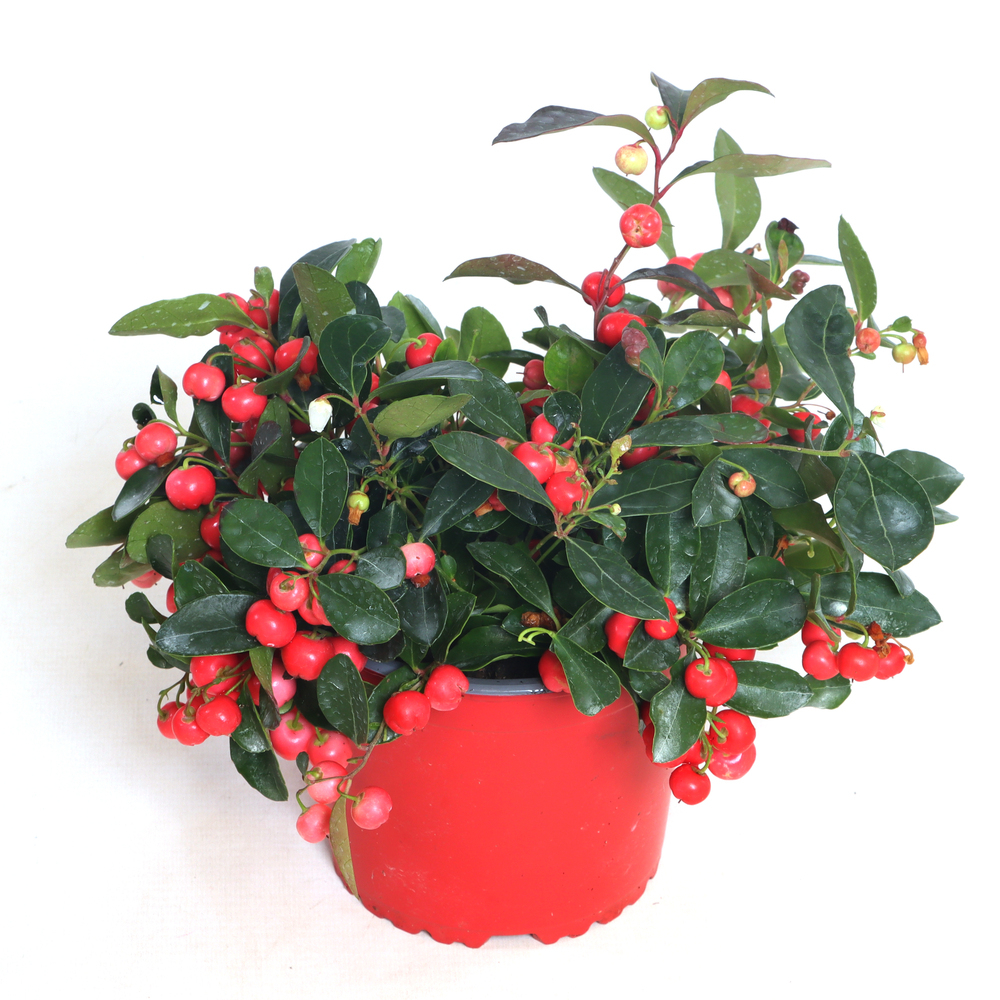 Gaultheria procumbens big berry