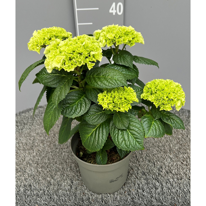 hydrangea macrophylla