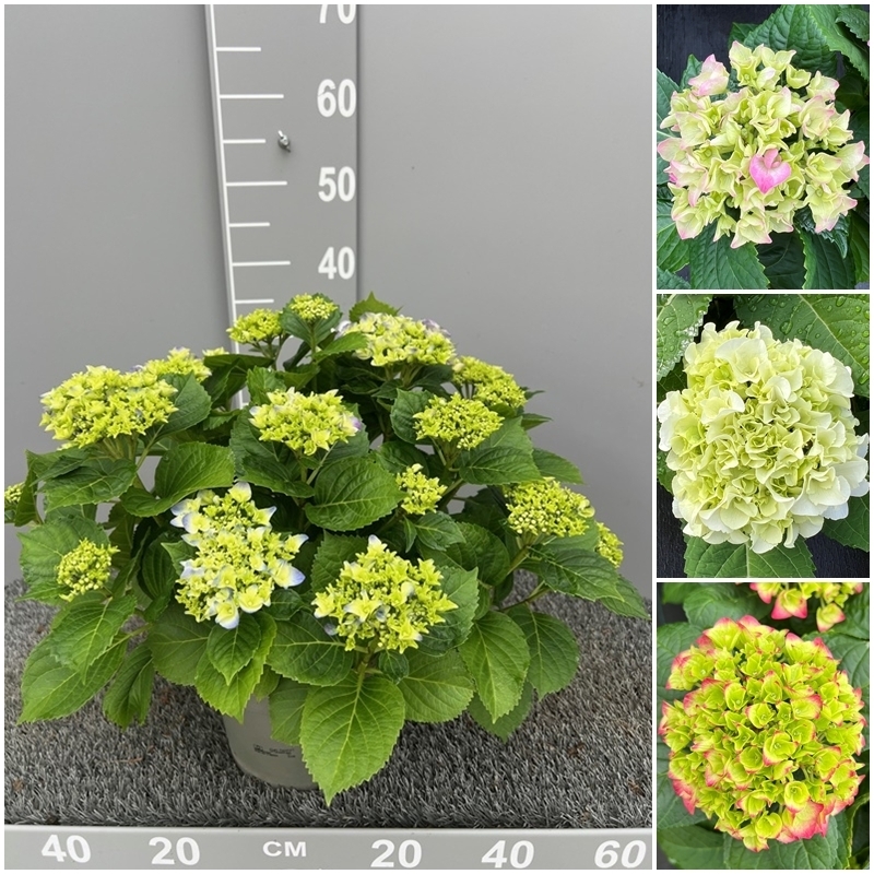 Hydrangea macrophylla trio