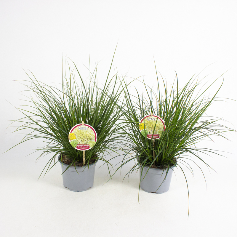 Carex brunnea magic green