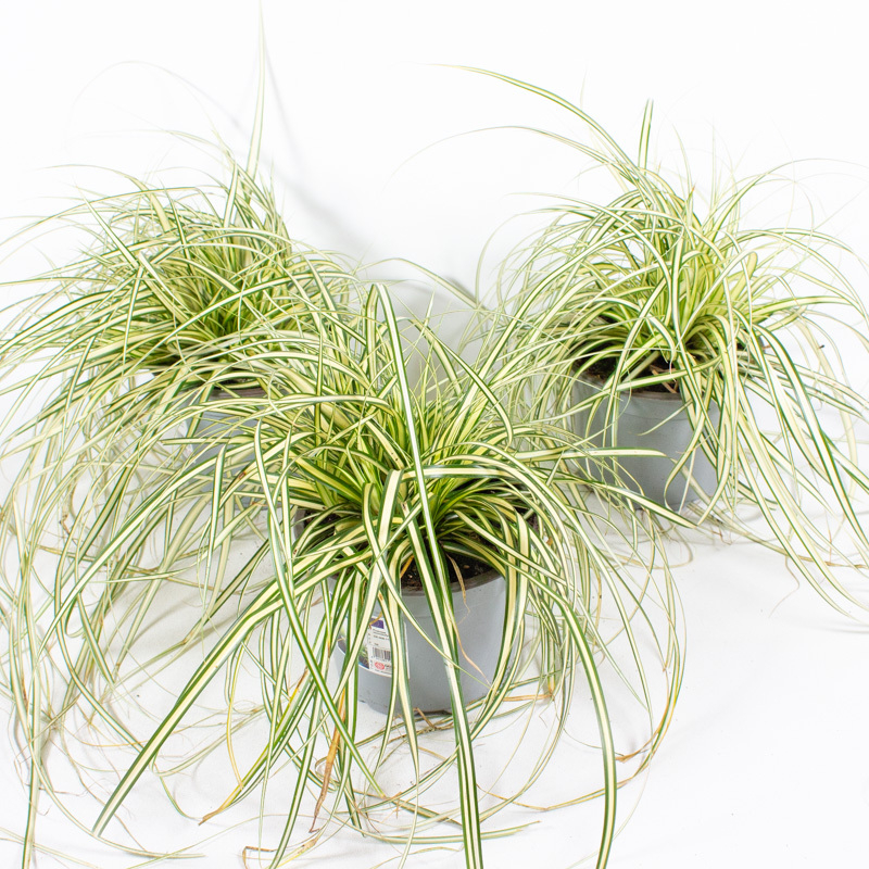 Carex hachijoensis evergold