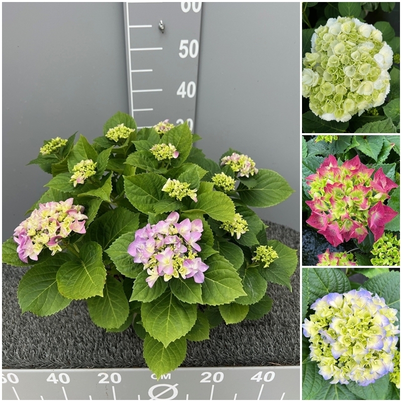 Hydrangea macrophylla