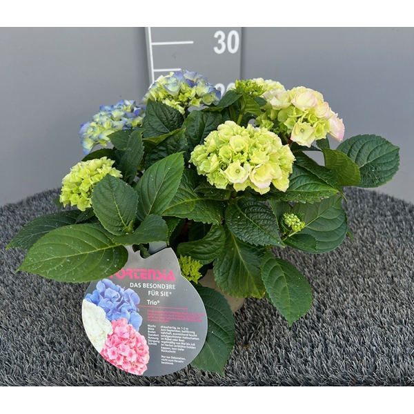 Hydrangea macrophylla trio