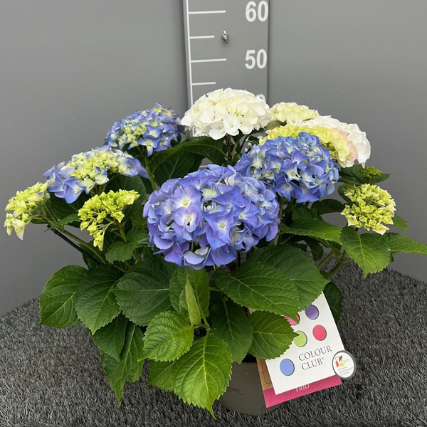Hydrangea macrophylla colour club trio