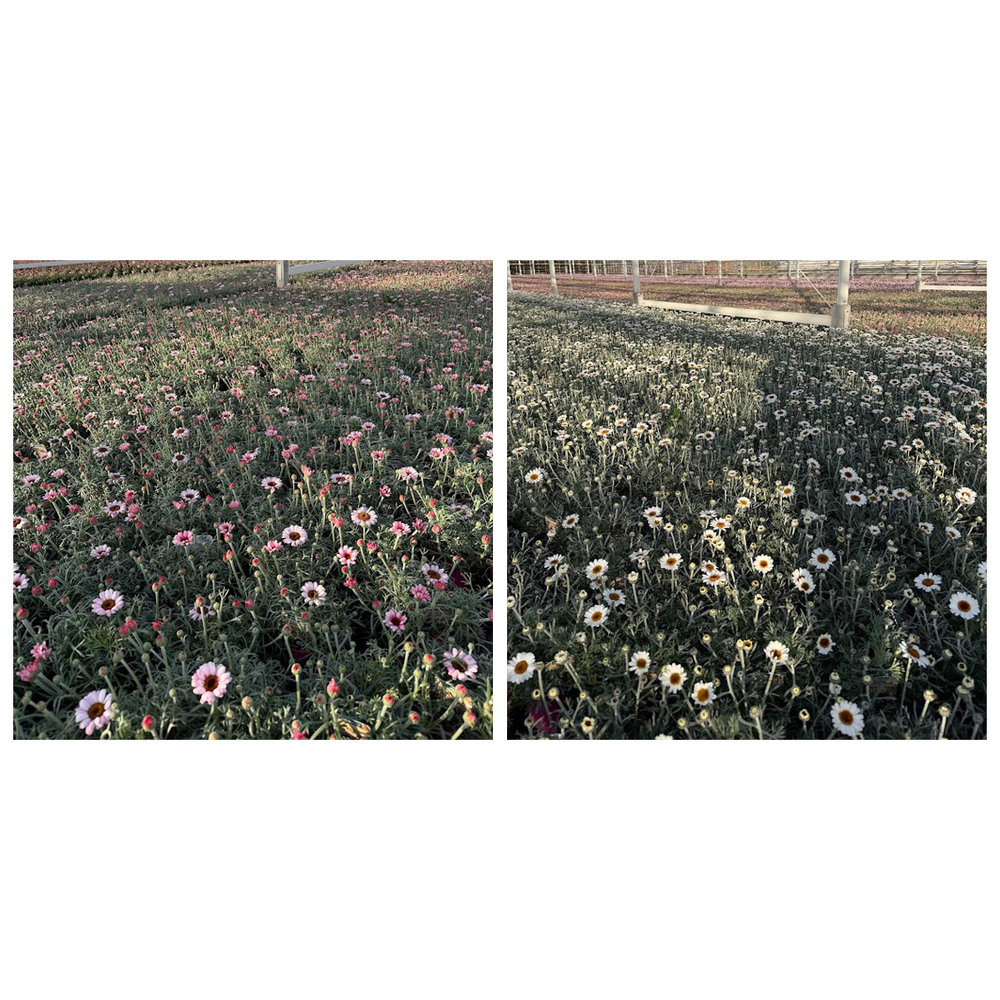 Leucanthemum hosmariense